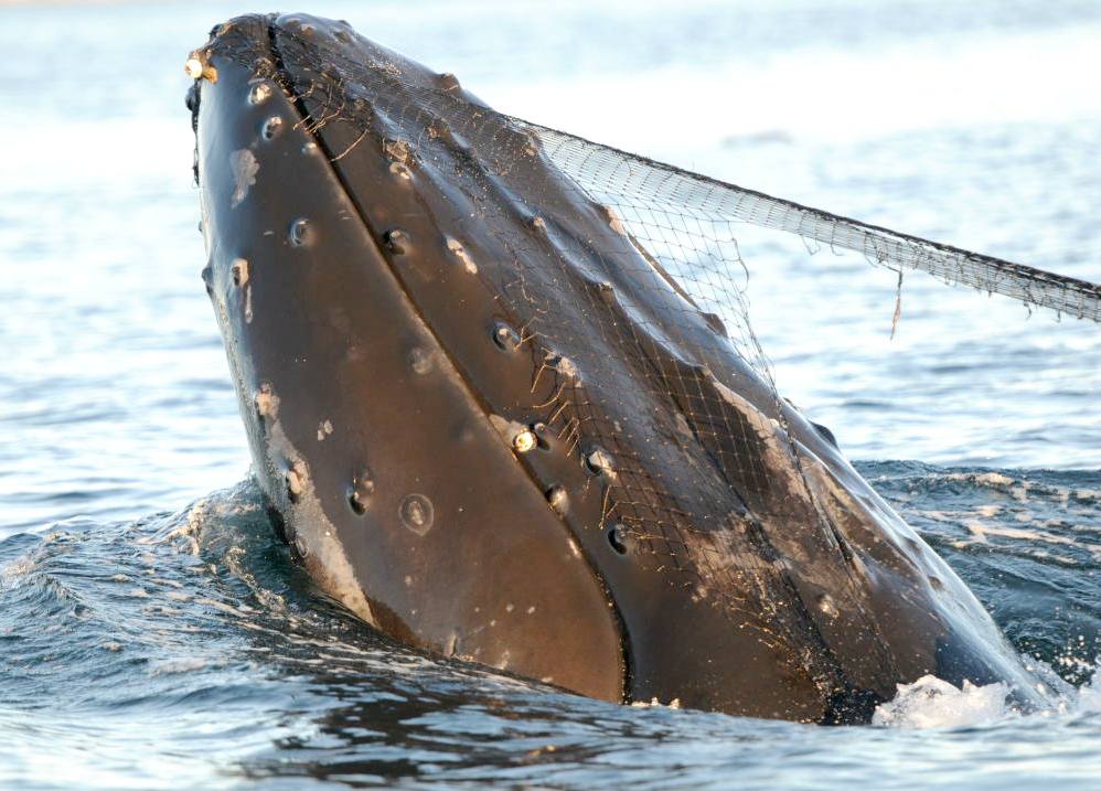 Kulo Luna, a humpback whale caught in ghost fishing nets