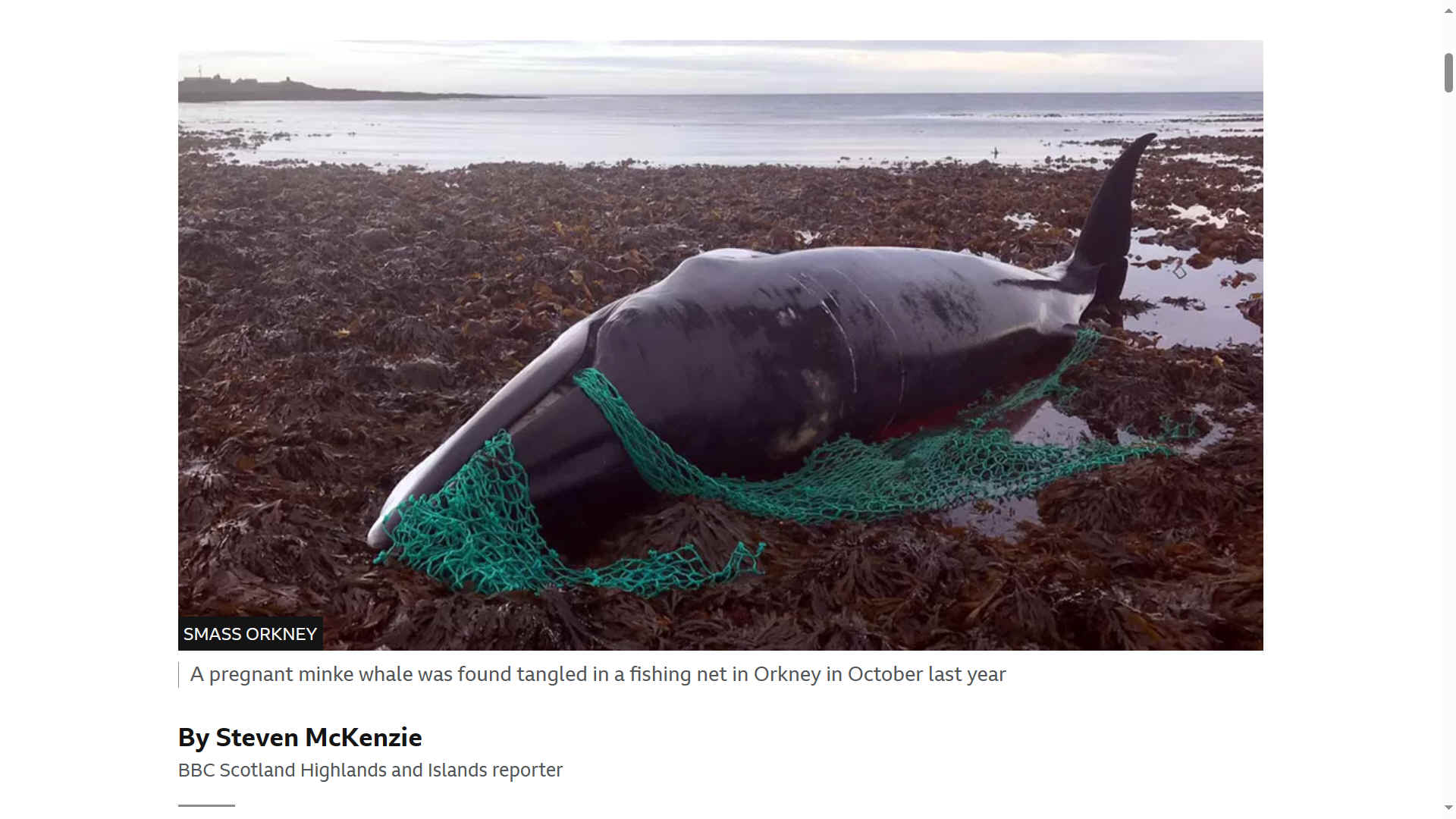 A Minke whale entangled in fishing nets in Orkney, October 2019