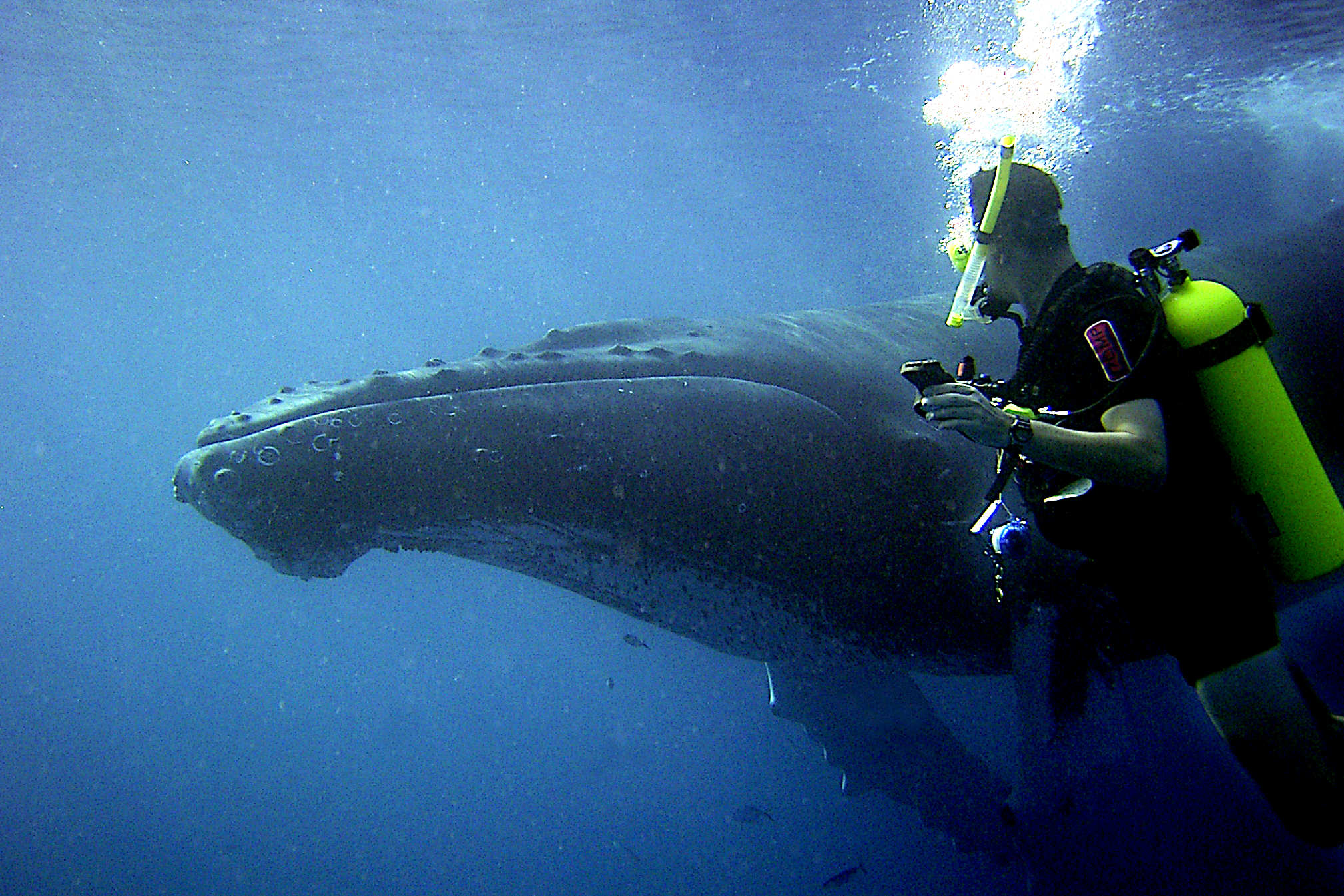 Public awareness has been a driving force in the fight against whaling. Documentaries, books, and media campaigns have brought the plight of whales into the global spotlight, galvanizing public support for conservation measures. 